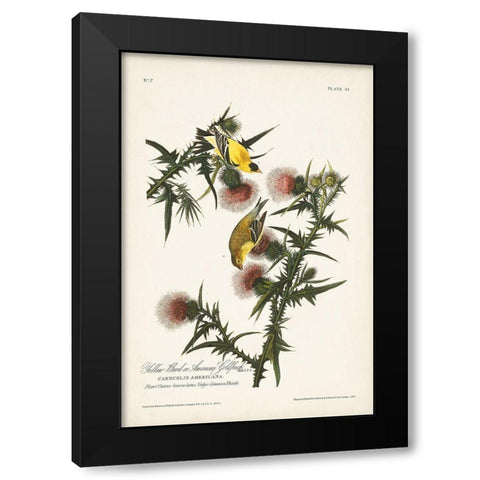 Pl. 33 American Gold Finch Black Modern Wood Framed Art Print with Double Matting by Audubon, John James