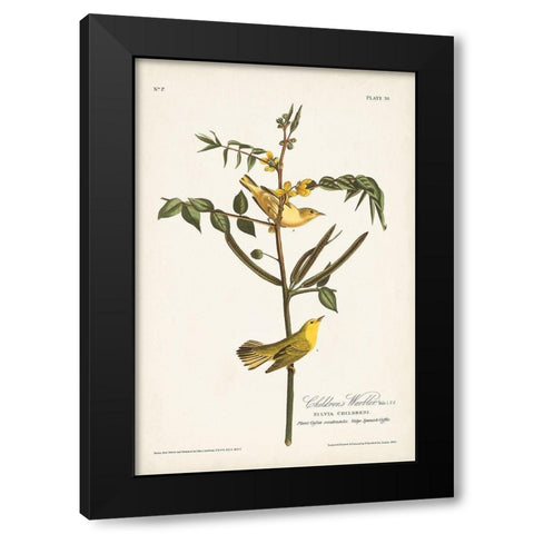 Pl. 35 Childrens Warbler Black Modern Wood Framed Art Print with Double Matting by Audubon, John James