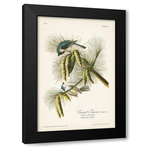 Pl. 39 Crested Titmouse Black Modern Wood Framed Art Print with Double Matting by Audubon, John James