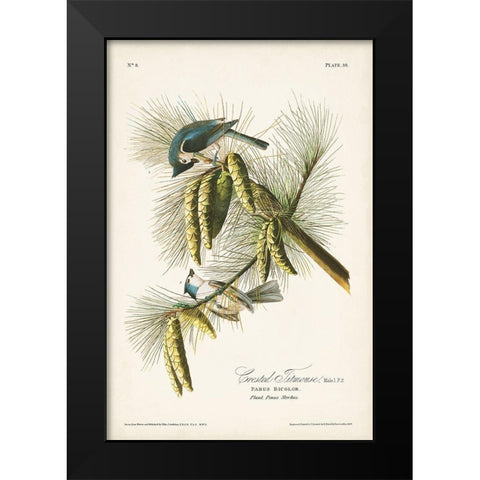 Pl. 39 Crested Titmouse Black Modern Wood Framed Art Print by Audubon, John James