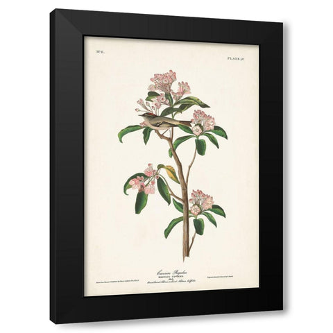 Pl. 55 Cuviers Regulus Black Modern Wood Framed Art Print by Audubon, John James