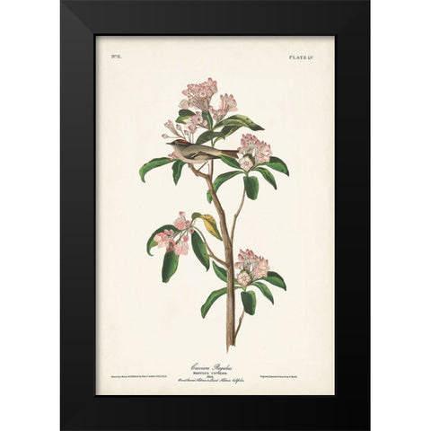 Pl. 55 Cuviers Regulus Black Modern Wood Framed Art Print by Audubon, John James
