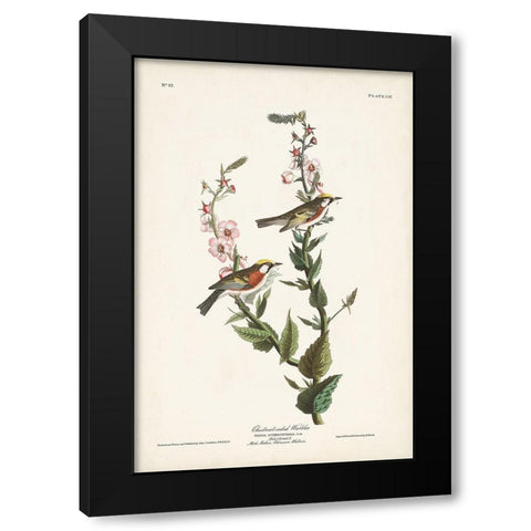 Pl. 59 Chestnut-sided Warbler Black Modern Wood Framed Art Print by Audubon, John James