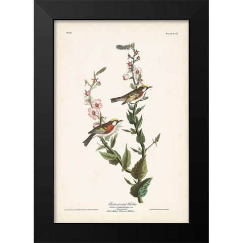 Pl. 59 Chestnut-sided Warbler Black Modern Wood Framed Art Print by Audubon, John James