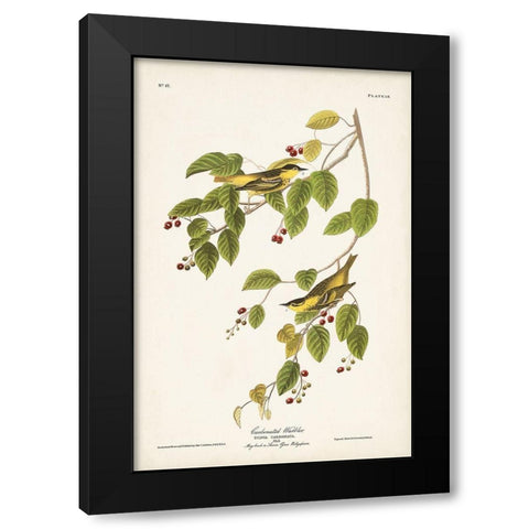 Pl. 60 Carbonated Warbler Black Modern Wood Framed Art Print with Double Matting by Audubon, John James
