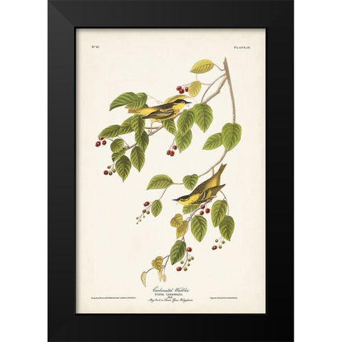 Pl. 60 Carbonated Warbler Black Modern Wood Framed Art Print by Audubon, John James