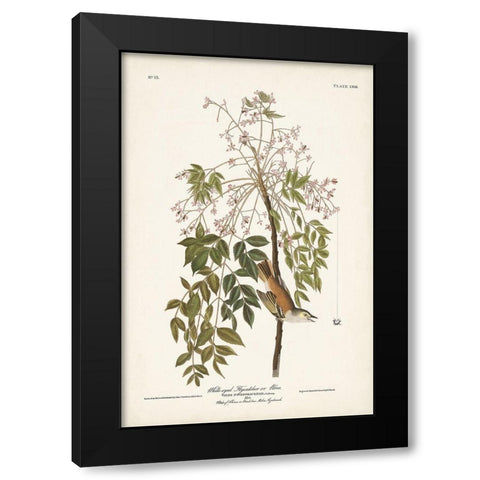 Pl. 63 White-eyed Flycatcher Black Modern Wood Framed Art Print with Double Matting by Audubon, John James