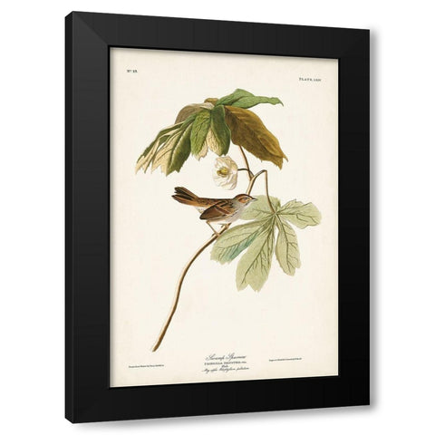 Pl. 64 Swamp Sparrow Black Modern Wood Framed Art Print with Double Matting by Audubon, John James