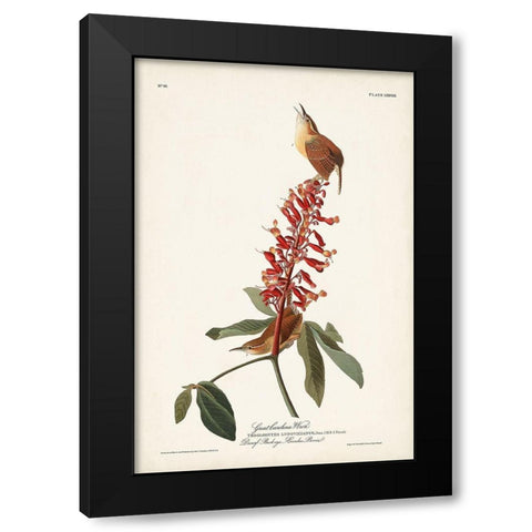 Pl. 78 Great Carolina Wren Black Modern Wood Framed Art Print with Double Matting by Audubon, John James