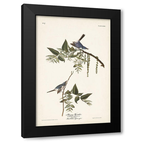 Pl. 84 Bluegrey Flycatcher Black Modern Wood Framed Art Print with Double Matting by Audubon, John James