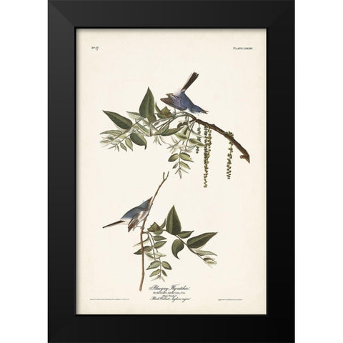 Pl. 84 Bluegrey Flycatcher Black Modern Wood Framed Art Print by Audubon, John James