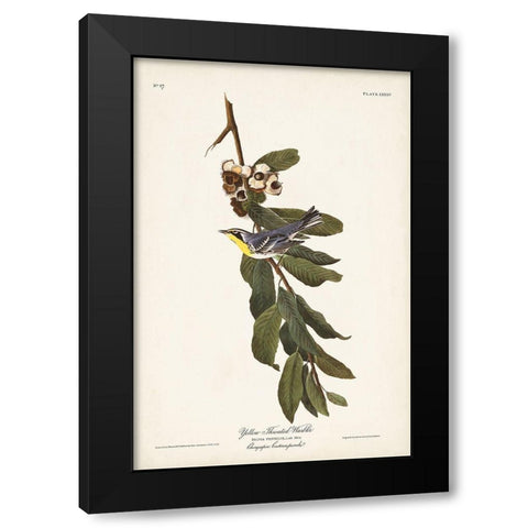Pl. 85 Yellow-throated Warbler Black Modern Wood Framed Art Print with Double Matting by Audubon, John James