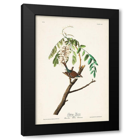 Pl. 104 Chipping Sparrow Black Modern Wood Framed Art Print with Double Matting by Audubon, John James