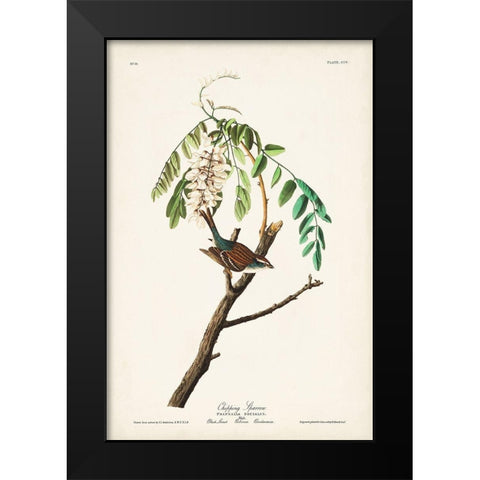 Pl. 104 Chipping Sparrow Black Modern Wood Framed Art Print by Audubon, John James