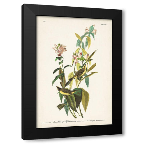 Pl. 124 Green Black-capt Flycatcher Black Modern Wood Framed Art Print with Double Matting by Audubon, John James