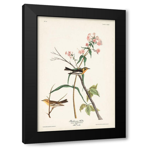 Pl. 135 Blackburnian Warbler Black Modern Wood Framed Art Print with Double Matting by Audubon, John James