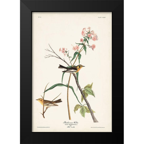 Pl. 135 Blackburnian Warbler Black Modern Wood Framed Art Print by Audubon, John James