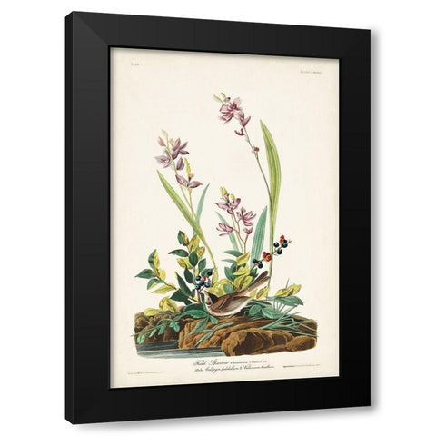 Pl. 139 Field Sparrow Black Modern Wood Framed Art Print with Double Matting by Audubon, John James