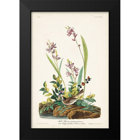 Pl. 139 Field Sparrow Black Modern Wood Framed Art Print by Audubon, John James