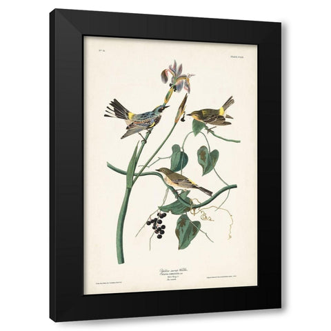 Pl. 153 Yellow-rump Warbler Black Modern Wood Framed Art Print with Double Matting by Audubon, John James