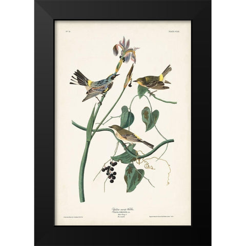 Pl. 153 Yellow-rump Warbler Black Modern Wood Framed Art Print by Audubon, John James