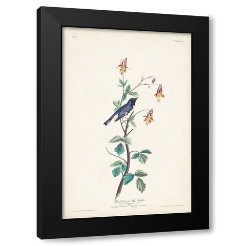 Pl. 155 Black-throated Blue Warbler Black Modern Wood Framed Art Print with Double Matting by Audubon, John James