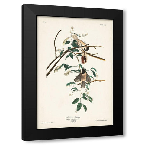 Pl. 160 Carolina Titmouse Black Modern Wood Framed Art Print with Double Matting by Audubon, John James