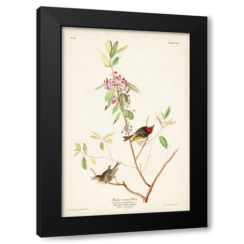 Pl. 195 Ruby-crowned Wren Black Modern Wood Framed Art Print with Double Matting by Audubon, John James
