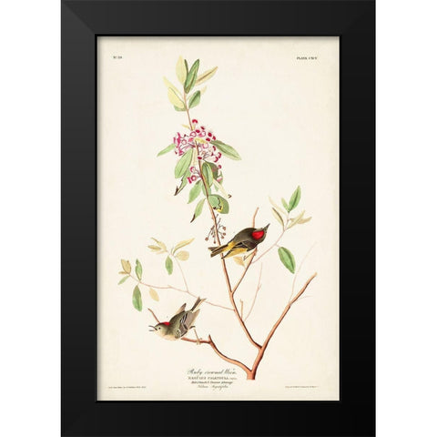 Pl. 195 Ruby-crowned Wren Black Modern Wood Framed Art Print by Audubon, John James