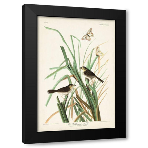 Pl. 355 Mac Gillivrays Finch Black Modern Wood Framed Art Print with Double Matting by Audubon, John James