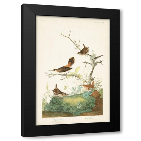Pl. 360 Winter Wren Black Modern Wood Framed Art Print with Double Matting by Audubon, John James