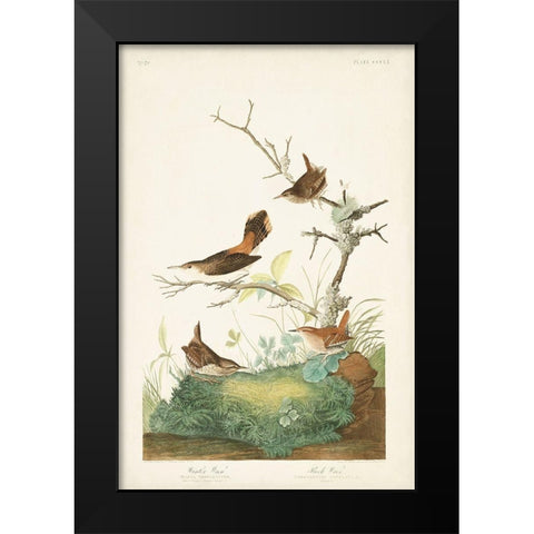 Pl. 360 Winter Wren Black Modern Wood Framed Art Print by Audubon, John James