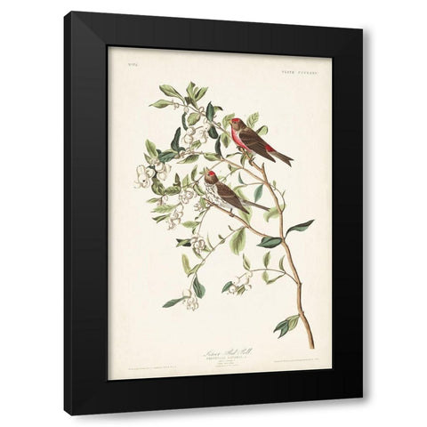 Pl. 375 Lesser Red Poll Black Modern Wood Framed Art Print with Double Matting by Audubon, John James