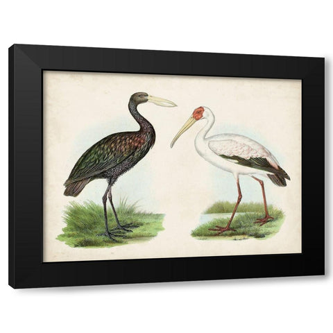 Antique Waterbirds I Black Modern Wood Framed Art Print with Double Matting by Unknown