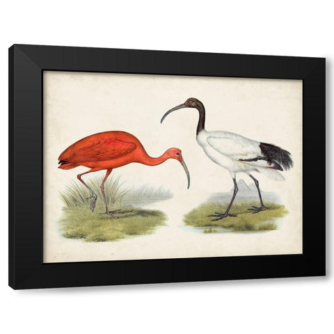 Antique Waterbirds II Black Modern Wood Framed Art Print by Unknown