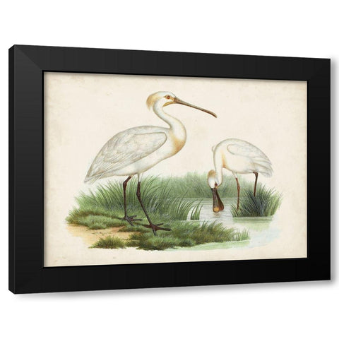 Antique Waterbirds III Black Modern Wood Framed Art Print with Double Matting by Unknown