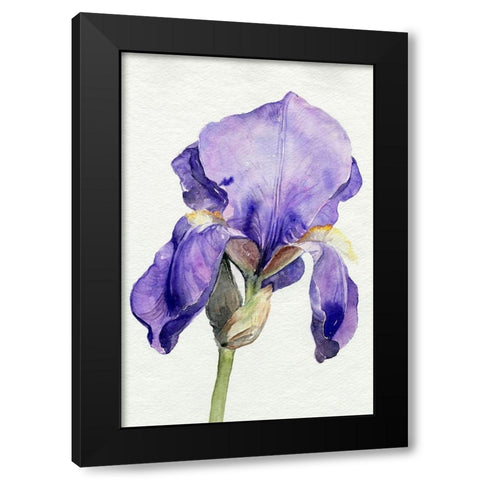 Iris in Bloom I Black Modern Wood Framed Art Print by Parker, Jennifer Paxton