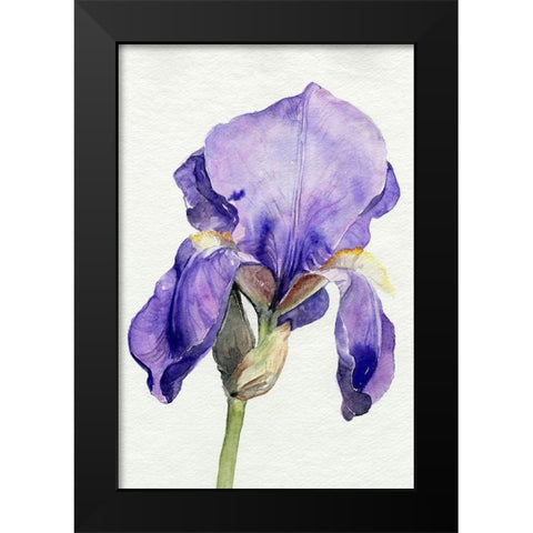 Iris in Bloom I Black Modern Wood Framed Art Print by Parker, Jennifer Paxton