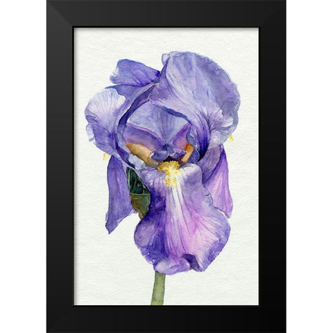 Iris in Bloom II Black Modern Wood Framed Art Print by Parker, Jennifer Paxton