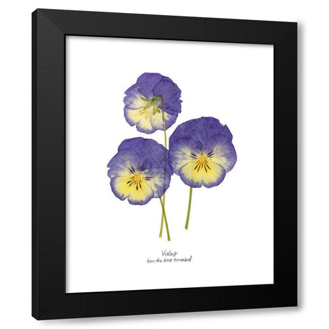 Pressed Violas I Black Modern Wood Framed Art Print by Popp, Grace