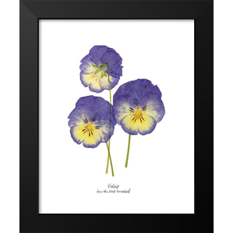 Pressed Violas I Black Modern Wood Framed Art Print by Popp, Grace
