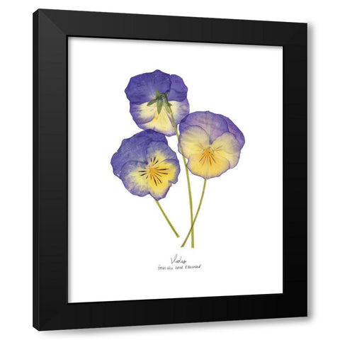 Pressed Violas II Black Modern Wood Framed Art Print by Popp, Grace