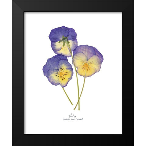 Pressed Violas II Black Modern Wood Framed Art Print by Popp, Grace