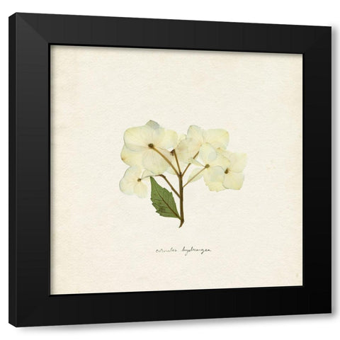 Cornales Hydrangea I Black Modern Wood Framed Art Print with Double Matting by Caroline, Emma