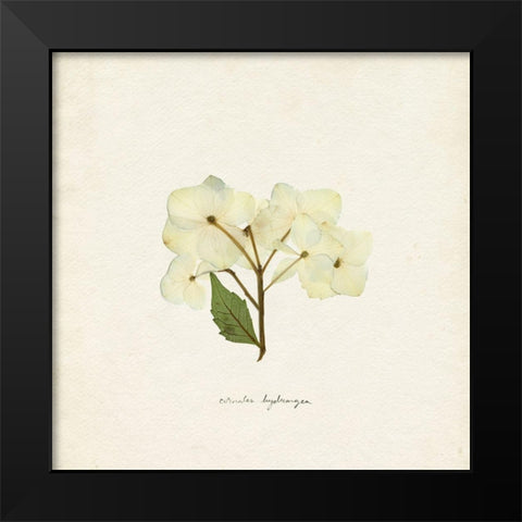 Cornales Hydrangea I Black Modern Wood Framed Art Print by Caroline, Emma