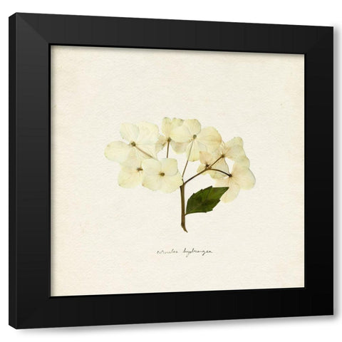Cornales Hydrangea II Black Modern Wood Framed Art Print with Double Matting by Caroline, Emma