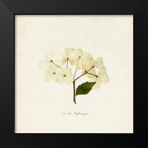 Cornales Hydrangea II Black Modern Wood Framed Art Print by Caroline, Emma