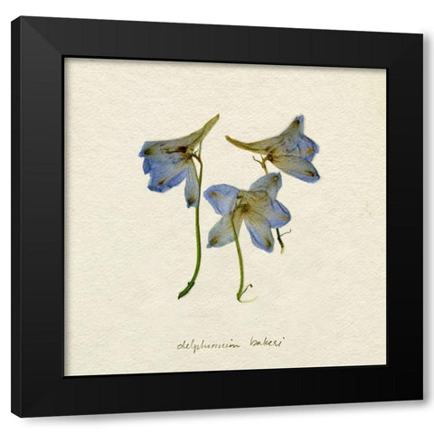 Pressed Blue Delphinium I Black Modern Wood Framed Art Print with Double Matting by Caroline, Emma