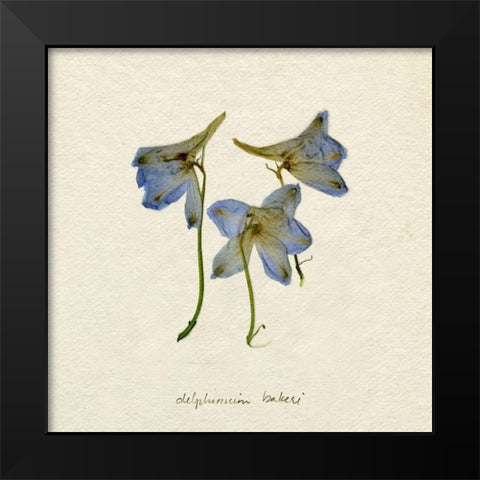 Pressed Blue Delphinium I Black Modern Wood Framed Art Print by Caroline, Emma