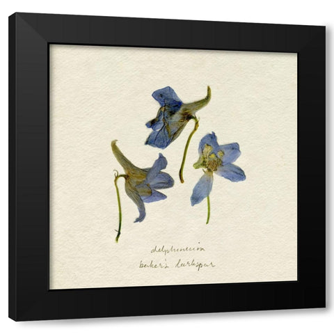 Pressed Blue Delphinium II Black Modern Wood Framed Art Print by Caroline, Emma